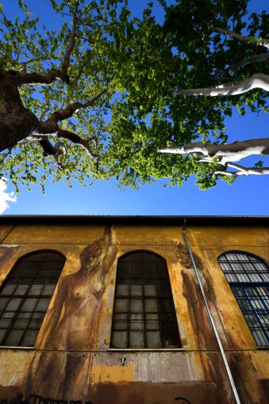 Circolo Mario Mieli, murali di Borondo